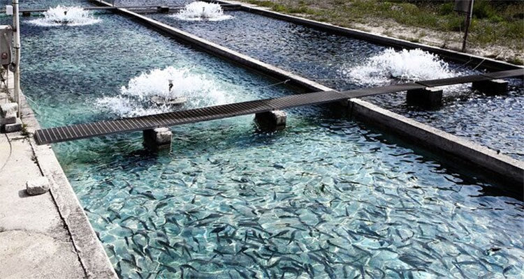 سود پرورش ماهی قزل آلا 1400