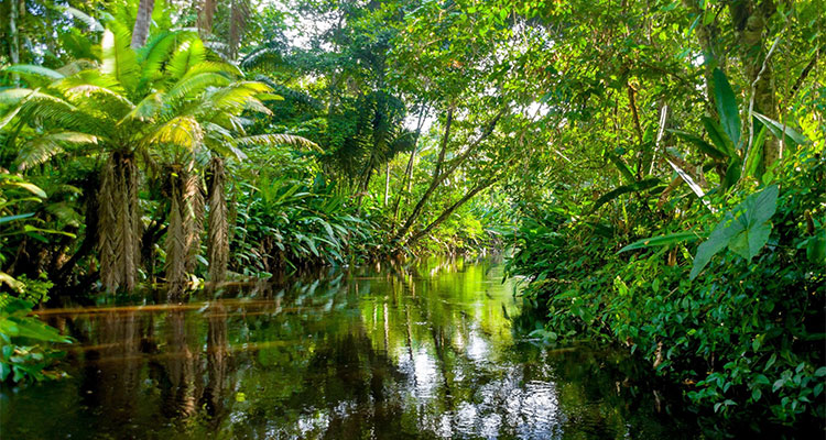 جنگل های بارانی آمازون Amazon Rain Forests