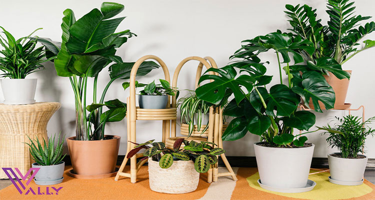 فواید گیاهان آپارتمانی در سلامتی